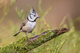 Image. European Crested Tit