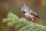 Image. European Crested Tit