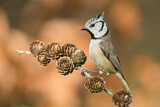 Image. European Crested Tit