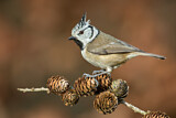 Image. European Crested Tit