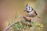 Image. European Crested Tit