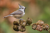 Image. European Crested Tit