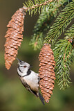 Image. European Crested Tit