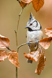 Image. European Crested Tit