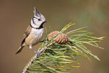 Image. European Crested Tit