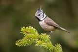 Image. European Crested Tit