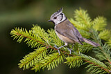 Image. European Crested Tit