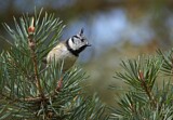 Image. European Crested Tit