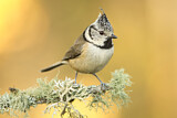 Image. European Crested Tit