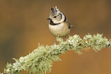 Image. European Crested Tit