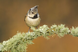 Image. European Crested Tit