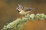 Image. European Crested Tit