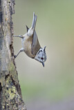 Image. European Crested Tit