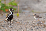 Image. European Golden Plover & Common Ringed Plover