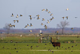 Image. European Golden Plover & Common Starling