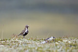 Image. European Golden Plover
