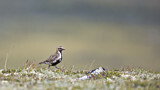 Image. European Golden Plover