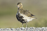Image. European Golden Plover