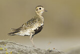 Image. European Golden Plover