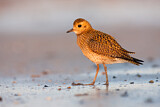 Image. European Golden Plover