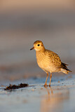 Image. European Golden Plover