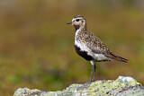 Image. European Golden Plover