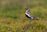 Image. European Golden Plover