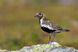 Image. European Golden Plover