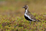 Image. European Golden Plover