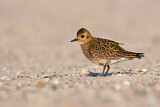 Image. European Golden Plover