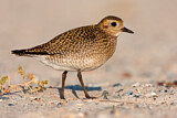 Image. European Golden Plover