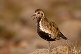 Image. European Golden Plover