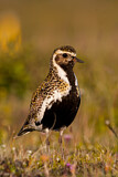 Image. European Golden Plover
