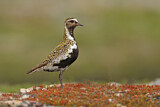 Image. European Golden Plover