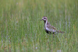Image. European Golden Plover