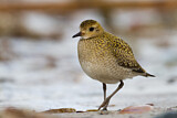 Image. European Golden Plover