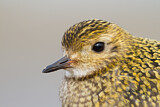 Image. European Golden Plover