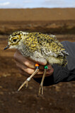 Image. European Golden Plover