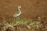 Image. European Golden Plover