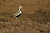 Image. European Golden Plover