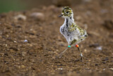 Image. European Golden Plover