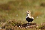 Image. European Golden Plover