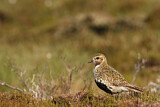 Image. European Golden Plover