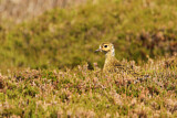 Image. European Golden Plover