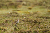 Image. European Golden Plover