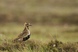 Image. European Golden Plover