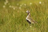 Image. European Golden Plover