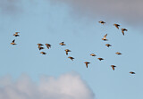 Image. European Golden Plover