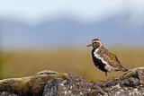 Image. European Golden Plover