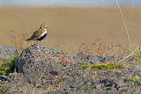 Image. European Golden Plover